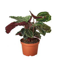 Load image into Gallery viewer, Calathea Roseopicta &#39;Medallion&#39;
