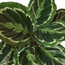 Load image into Gallery viewer, Calathea Roseopicta &#39;Medallion&#39;
