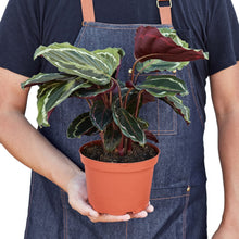 Load image into Gallery viewer, Calathea Roseopicta &#39;Medallion&#39;
