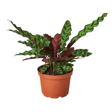 Load image into Gallery viewer, Calathea Lancifolia &#39;Rattlesnake&#39;
