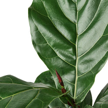 Load image into Gallery viewer, Ficus Lyrata &#39;Fiddle Leaf Fig&#39;
