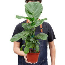 Load image into Gallery viewer, Ficus Lyrata &#39;Fiddle Leaf Fig&#39;
