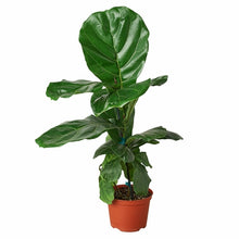 Load image into Gallery viewer, Ficus Lyrata &#39;Fiddle Leaf Fig&#39;
