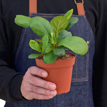 Load image into Gallery viewer, Ficus Lyrata &#39;Fiddle Leaf Fig&#39;
