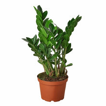 Load image into Gallery viewer, Zamioculcas Zamiifolia ZZ
