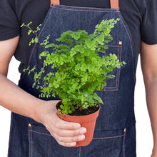 Load image into Gallery viewer, Maidenhair Fern
