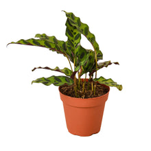 Load image into Gallery viewer, Calathea Lancifolia &#39;Rattlesnake&#39;
