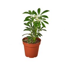 Load image into Gallery viewer, Schefflera Moonlight &#39;Umbrella Plant&#39;
