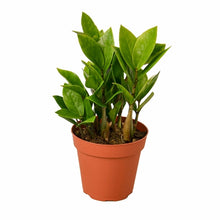 Load image into Gallery viewer, Zamioculcas Zamiifolia ZZ
