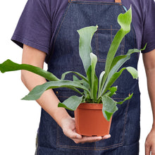 Load image into Gallery viewer, Staghorn Fern
