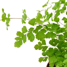 Load image into Gallery viewer, Maidenhair Fern
