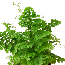 Load image into Gallery viewer, Maidenhair Fern
