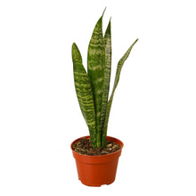 Load image into Gallery viewer, Snake Plant &#39;Zeylanica&#39;
