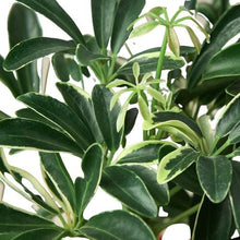 Load image into Gallery viewer, Schefflera Moonlight &#39;Umbrella Plant&#39;
