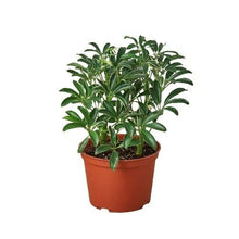 Load image into Gallery viewer, Schefflera Moonlight &#39;Umbrella Plant&#39;
