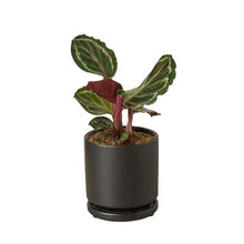 Load image into Gallery viewer, Calathea Roseopicta &#39;Medallion&#39;
