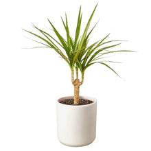 Load image into Gallery viewer, Dracaena Marginata Cane
