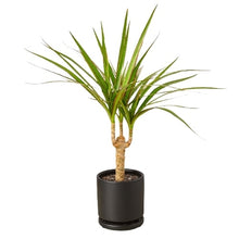 Load image into Gallery viewer, Dracaena Marginata Cane
