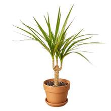 Load image into Gallery viewer, Dracaena Marginata Cane
