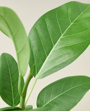 Load image into Gallery viewer, Ficus &#39;Audrey&#39;
