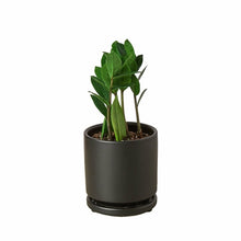 Load image into Gallery viewer, Zamioculcas Zamiifolia ZZ
