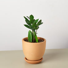 Load image into Gallery viewer, Zamioculcas Zamiifolia ZZ
