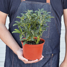 Load image into Gallery viewer, Schefflera Moonlight &#39;Umbrella Plant&#39;
