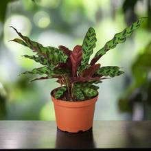 Load image into Gallery viewer, Calathea Lancifolia &#39;Rattlesnake&#39;
