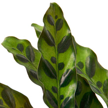 Load image into Gallery viewer, Calathea Lancifolia &#39;Rattlesnake&#39;
