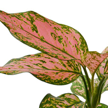 Load image into Gallery viewer, Chinese Evergreen &#39;Lady Valentine&#39;
