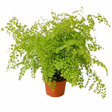 Load image into Gallery viewer, Maidenhair Fern
