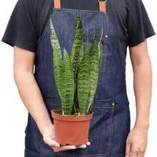 Load image into Gallery viewer, Snake Plant &#39;Zeylanica&#39;
