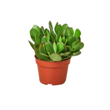 Load image into Gallery viewer, Succulent Crassula &#39;Jade&#39;
