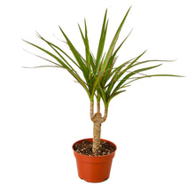 Load image into Gallery viewer, Dracaena Marginata Cane
